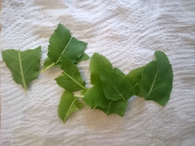 Rompere le foglie di erba amara per favorirne l'aromaticità